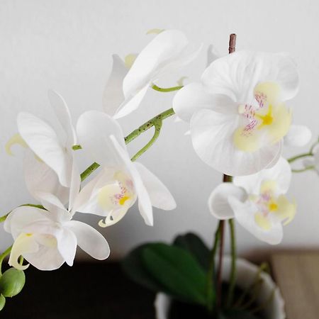 Lovely Home Paola 波多黎各 外观 照片
