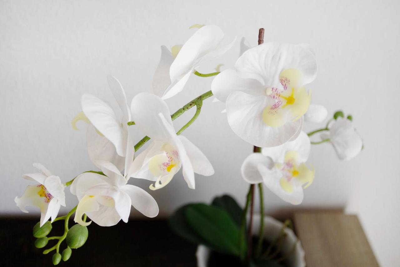 Lovely Home Paola 波多黎各 外观 照片